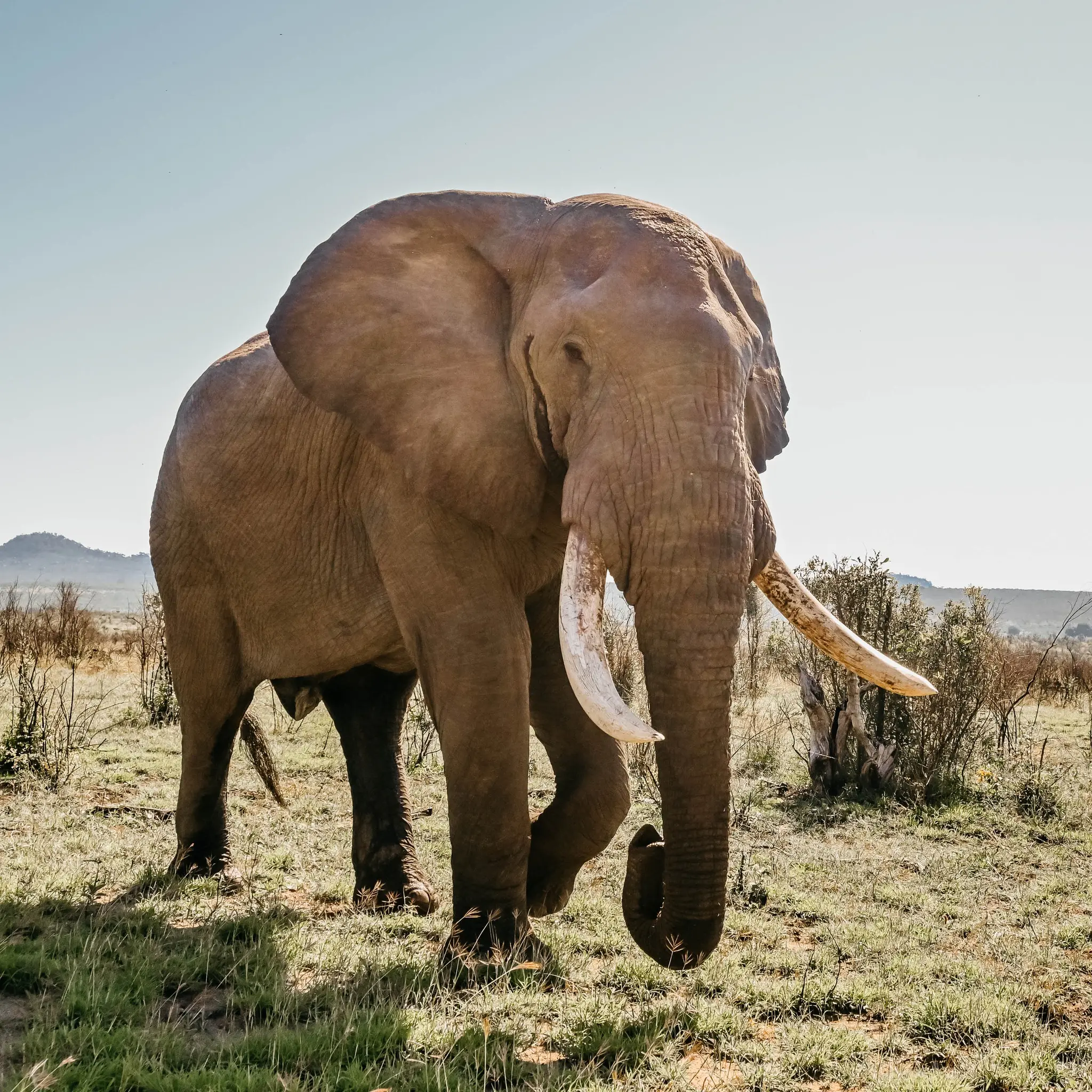 Cruise placeholder 3